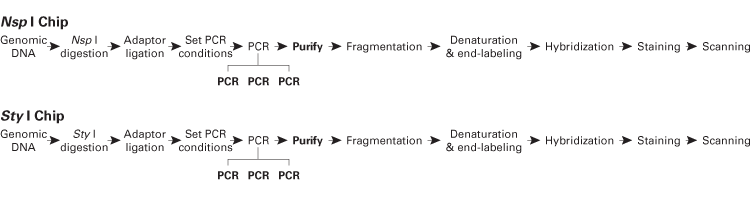 GeneChip Mapping 500K Assay workflow
