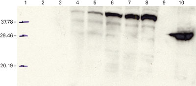 Protein stabilty controlled using the ProteoTuner shield system
