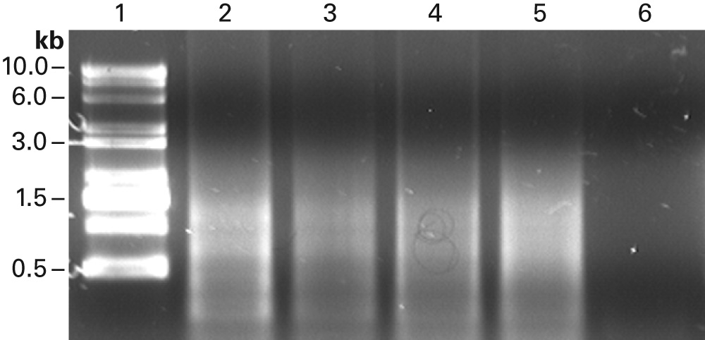 SMART MMLV RT is ideal for SMART mRNA amplification