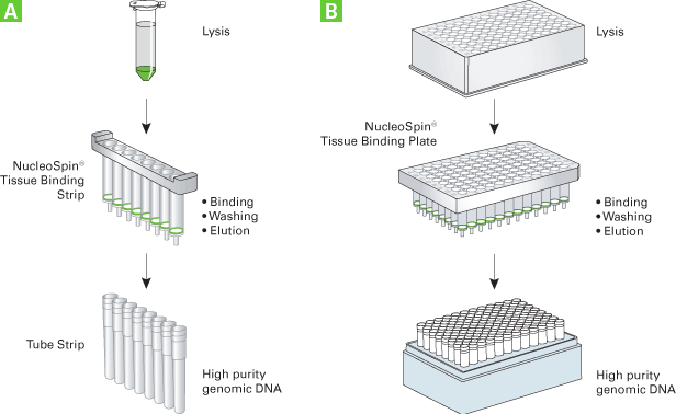 NucleoSpin Tissue purification in less than 1 hour