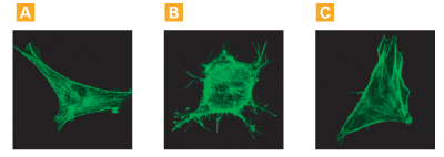 Shield1 results in predictable changes in cellular morphology