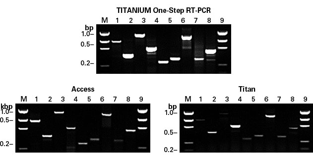 Titanium One-Step RT-PCR is more efficient than other commercially available one-step kits