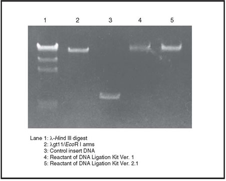 Fast ligation of a DNA fragment into a phage vector