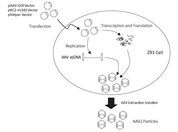 Preparation of AAV2 particles using the AAVpro Helper Free System (AAV2)