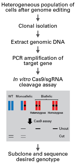 Schematic of the Guide-it Genotype Confirmation Kit workflow