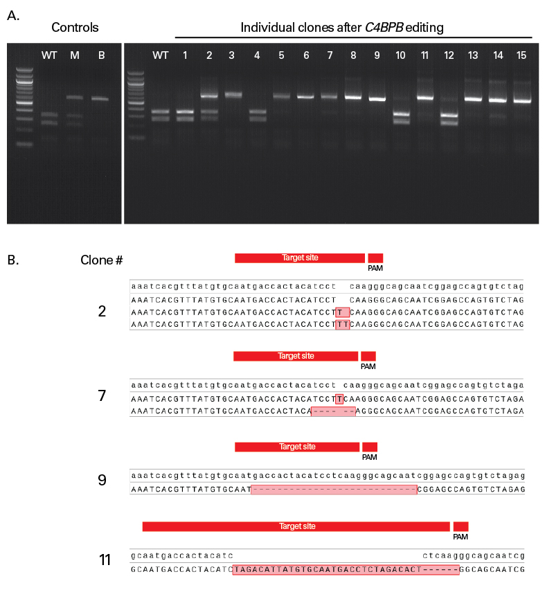 Accurate determination of genotype in HEK 293 cells