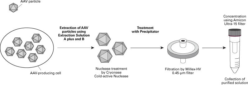 Schematic of AAV particle purification with AAVpro Purification Kit (All Serotypes)