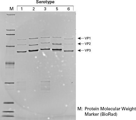 SDS-PAGE gel showing purity of viral particles from serotypes 1-6 collected using the AAVpro Purification Kit (All serotypes)