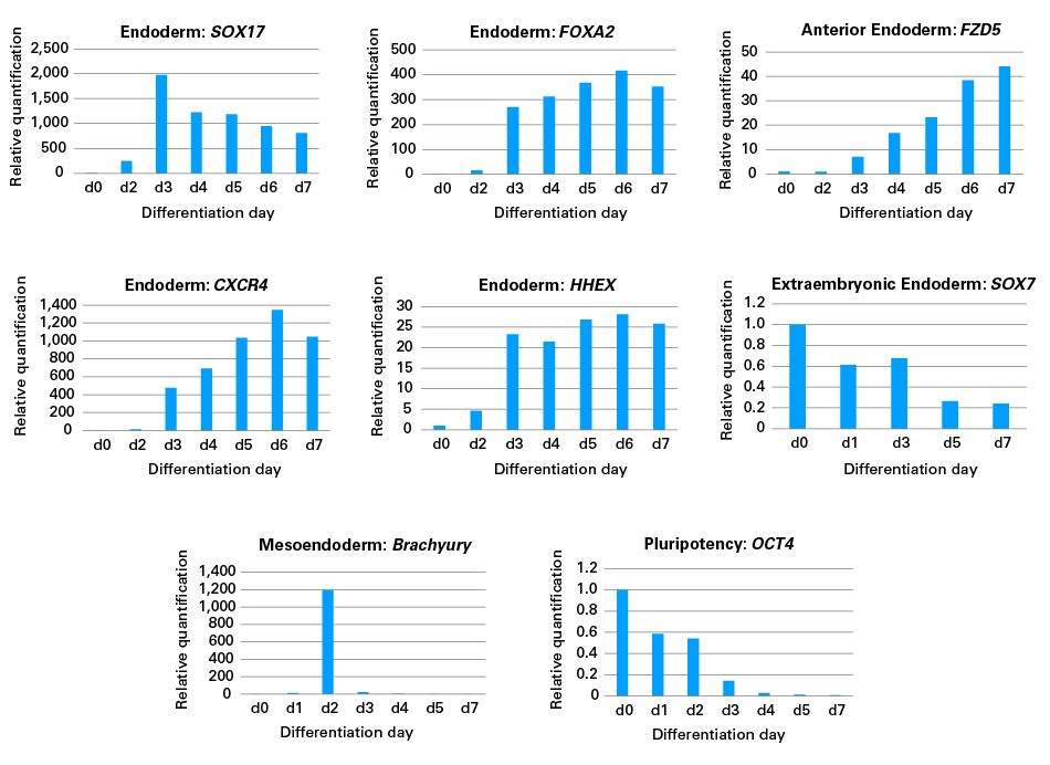 Using the Cellartis Definitive Endoderm Differentiation Kit, cells from the human induced pluripotent stem (hiPS) cell line 18 (ChiPSC18) were differentiated into Definitive Endoderm (DE) cells