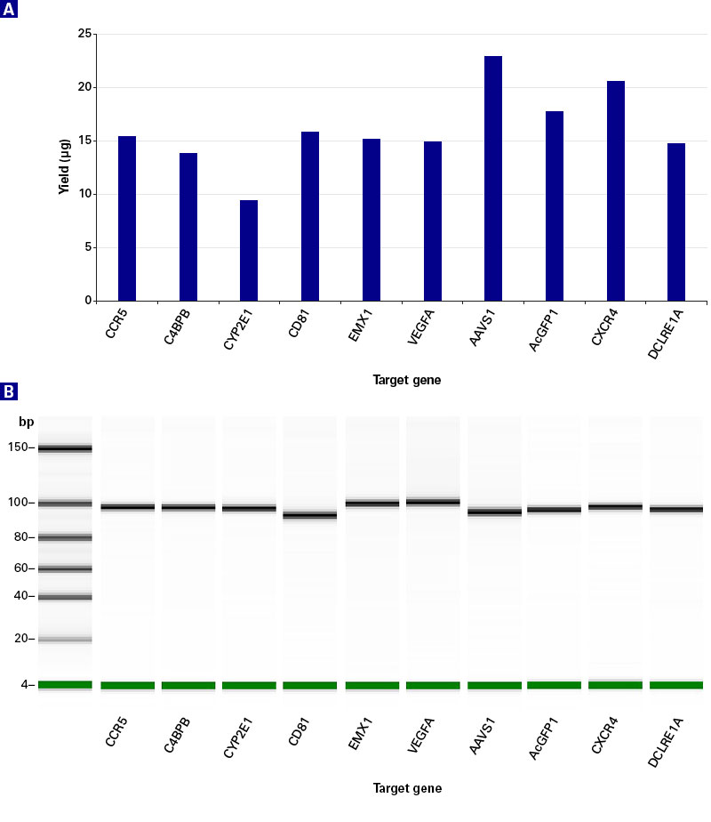 sgRNA yield and quality for different gene targets using the Guide-it Complete sgRNA Screening System