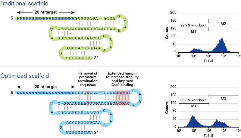 Gesicles utilize an optimized sgRNA scaffold