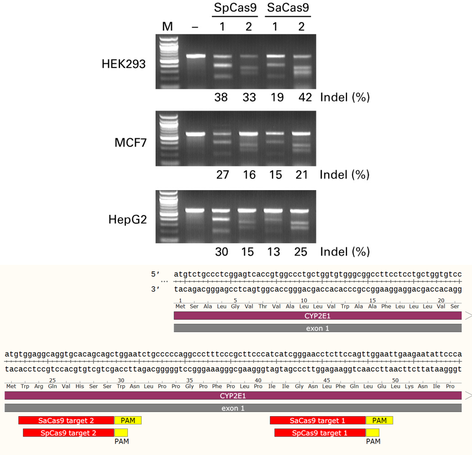 Guide-it Mutation Detection Kit