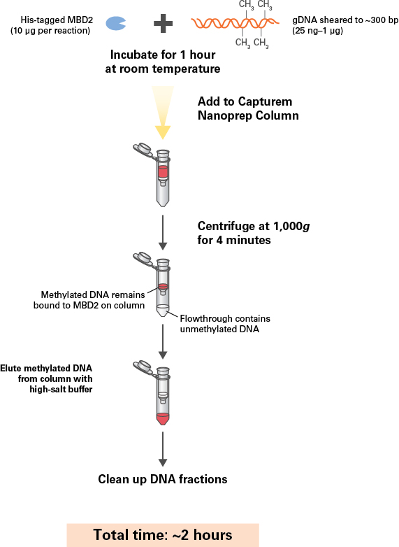 Flowchart for separating methylated and unmethylated fractions of DNA