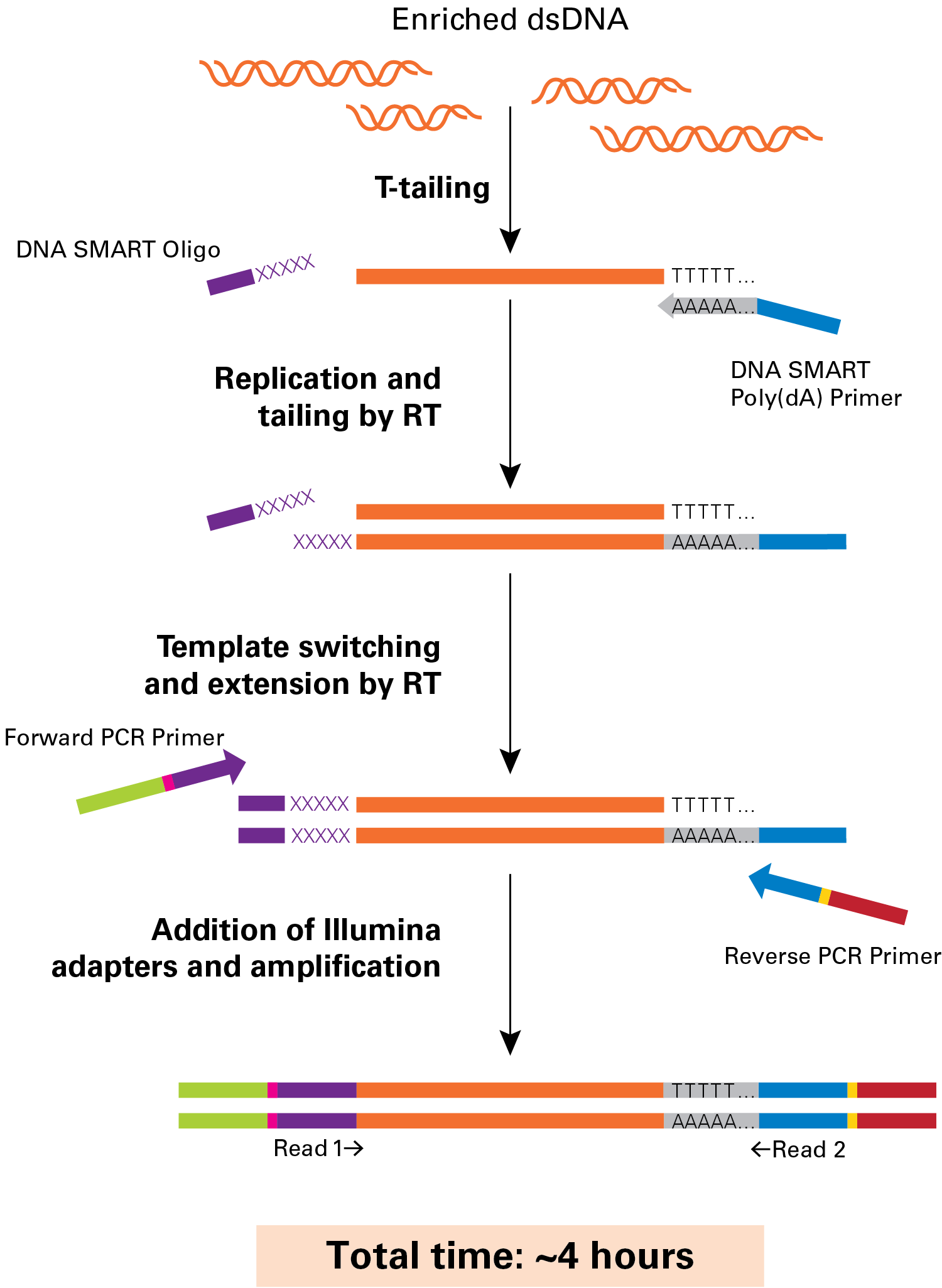 Flowchart for DNA-SMART ChIP-Seq technology