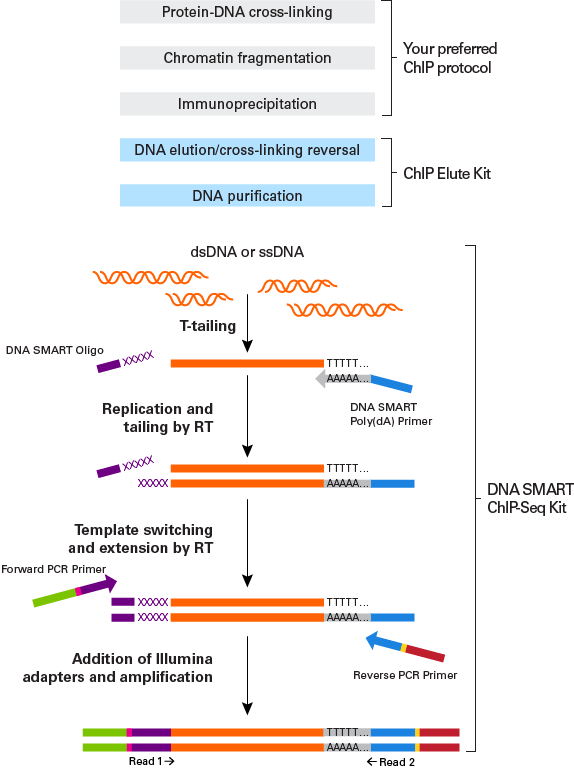 Flowchart of technology in the DNA SMART ChIP-Seq Kit