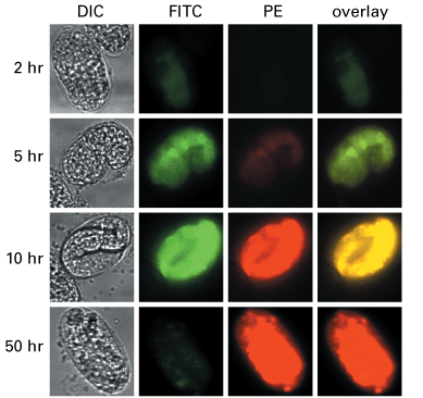 Fluorescent timer under the control of the heat shock promoter hsp16-41 in a transgenic C. elegans embryo