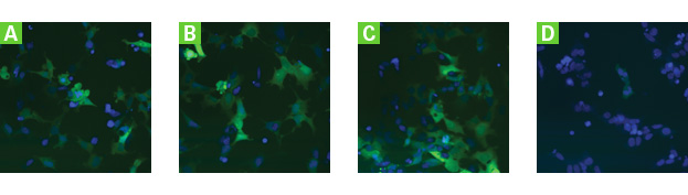 High throughput screening (HTS) assay to identify proteasome inhibitors