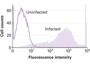 Insect cells infected with a recombinant baculovirus express the Aequorea coerulescens green fluorescent protein (AcGFP1)
