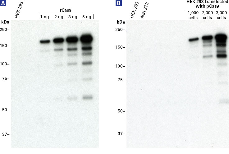 Western blot analysis of the Guide-it Cas9 Monoclonal Antibody (Clone TG8C1)