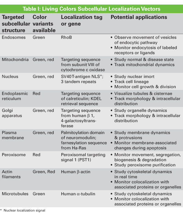 Subcellular localization vectors encode fusions of fluorescent proteins with localization signals or subcellular structural proteins, which target the fluorescent protein to a specific organelle or subcellular structure
