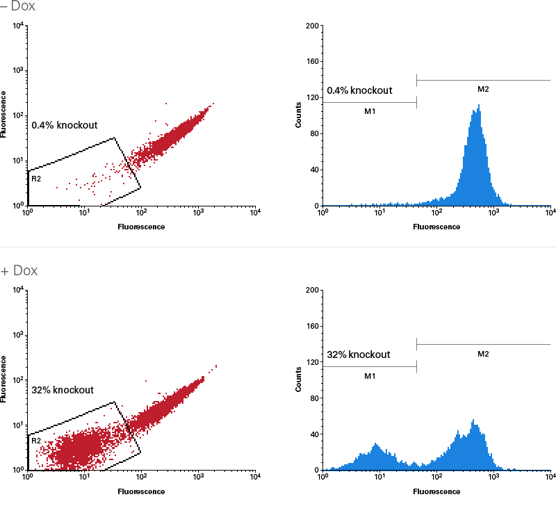 Inducible knockout of CD81 in Jurkat cells