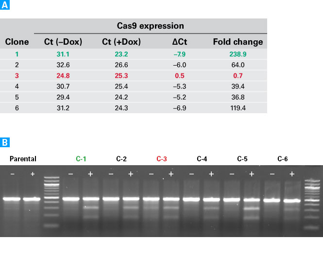 Inducible editing of AAVS1 in HEK293 cells
