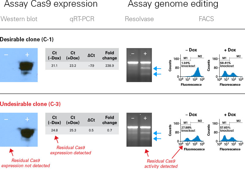Choosing an optimal clone for inducible genome editing