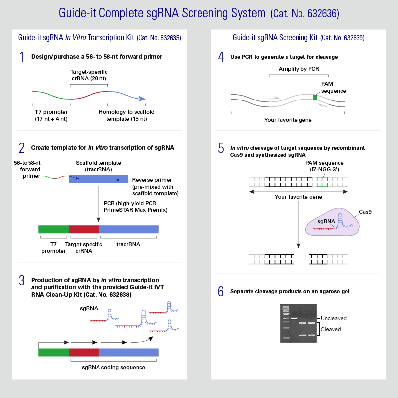 Production of sgRNA by in vitro transcription and testing for cleavage using recombinant Cas9 protein