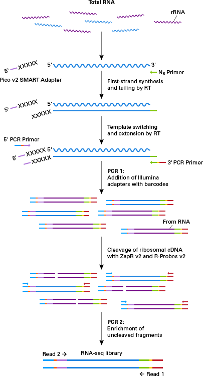Workflow for SMARTer Stranded Total RNA-Seq Kit v2 - Pico Input Mammalian