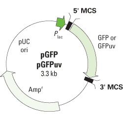 pGFP and pGFP-UV vector maps