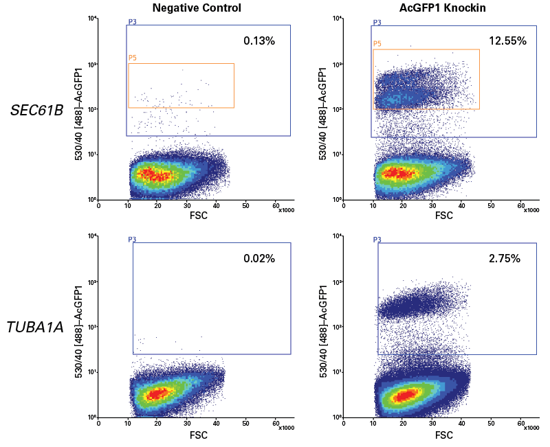 FACS analysis of AcGFP1 knockin efficiencies at the SEC61B and TUBA1A loci