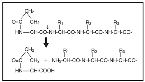 Pfu Pyroglutamate Aminopeptidase Activity