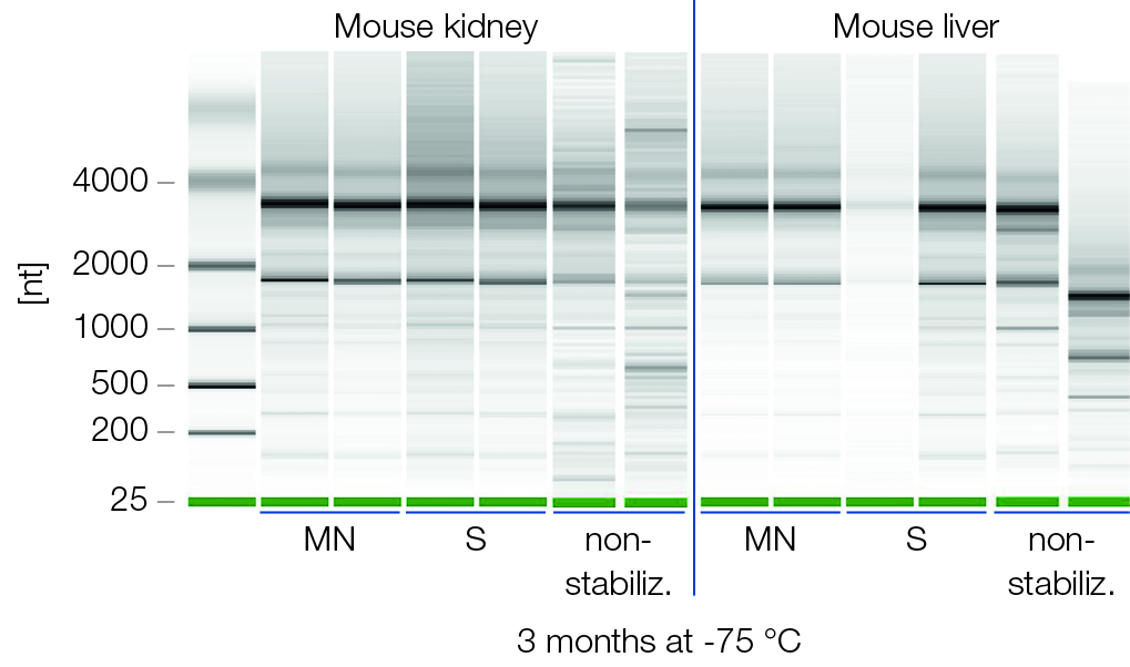 NucleoProtect RNA prevents RNA degradation during sample storage at –75 degrees C