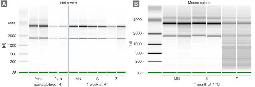 Efficient stabilization of RNA in samples stored at room temperature and 4 degrees C, respectively, prior to RNA isolation