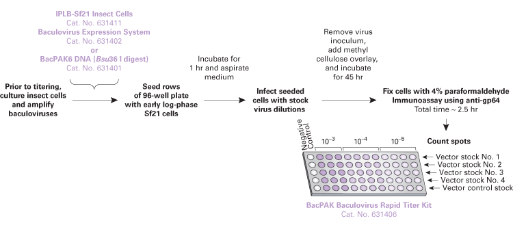 Flow chart of the two-day BacPAK Baculovirus Rapid Titer Kit procedure