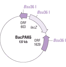 BacPAK6 Viral DNA map