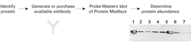 Western blot analysis of Protein Medleys indicates the size and relative abundance of your protein