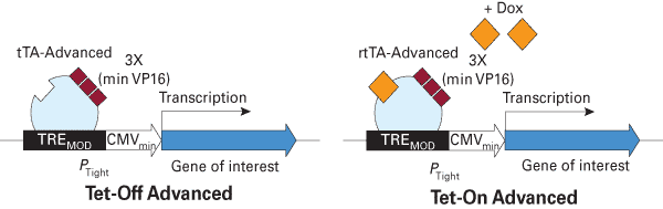 Induced expression in the Tet-Off Advanced and Tet-On Advanced systems