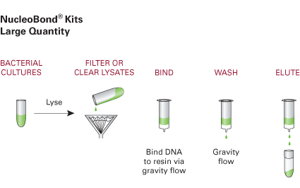 The NucleoBond PC plasmid purification protocol