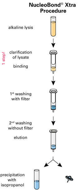 The bacterial lysate is cleared and loaded onto the equilibrated column in one step (plasmid DNA binds to the anion exchange resin)