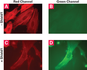 Control of actin stability with the ProteoTuner system