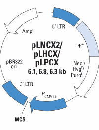 Schematic of LRCX retroviral vectors