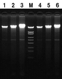Genomic DNA preparation from two Saccharomyces cerevisiae strains using Dr