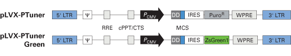 Schematic of lentiviral ProteoTuner vectors