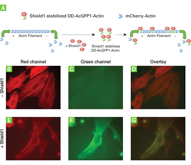 Observe actin filament remodeling using the Lenti-X Actin Dynamics Monitoring Kit