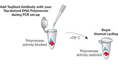 TaqStart Antibody inhibits polymerase activity before thermal cycling begins