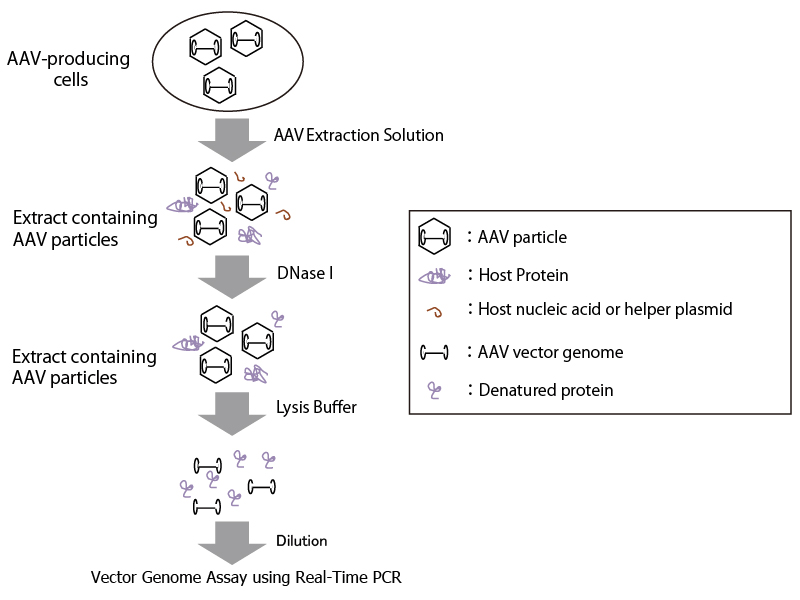 Extraction of AAV particles and associated vector genomes