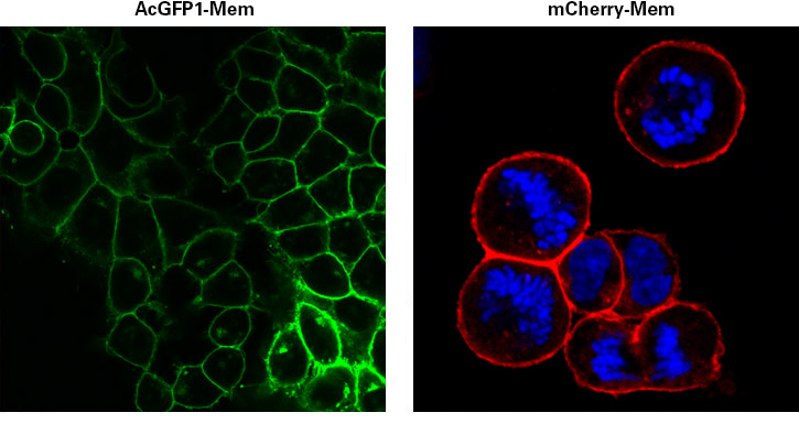 Fluorescent images of mammalian cells transduced with either AcGFP1-Mem (left) or mCherry-Mem (right) virus showing clear labeling of the plasma membrane
