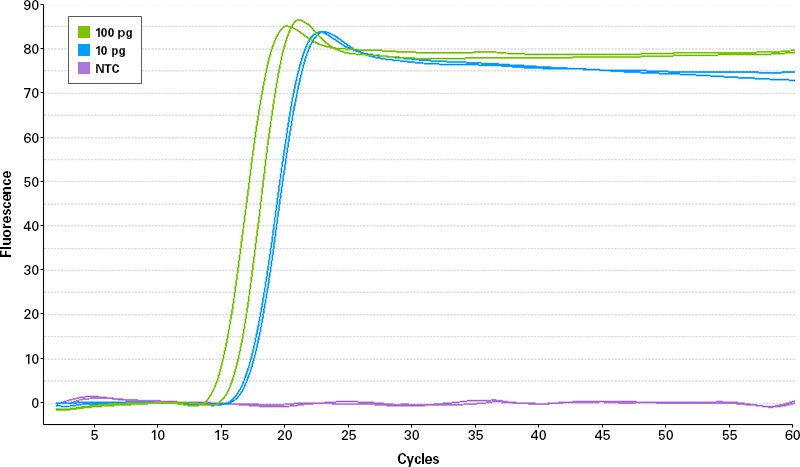 Sensitivity and specificity of BcaBEST DNA Polymerase ver.2.0 by real-time fluorescent detection