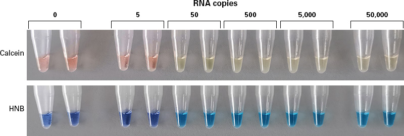 Sensitivity of BcaBEST DNA Polymerase ver.2.0 by colorimetric detection